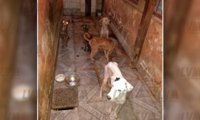 Allanan la casa de una empleada municipal y rescatan 25 perros moribundos