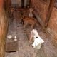 Allanan la casa de una empleada municipal y rescatan 25 perros moribundos