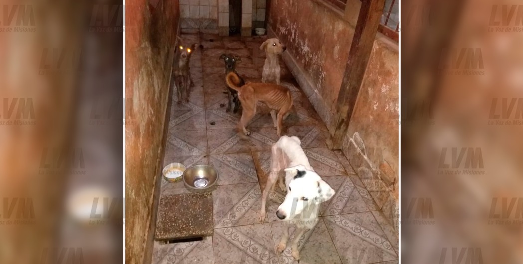 Allanan la casa de una empleada municipal y rescatan 25 perros moribundos