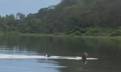 nutria