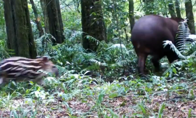 Captan a tapir con su cría en el Parque Provincial Urugua-í, en el Norte de Misiones