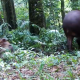 Captan a tapir con su cría en el Parque Provincial Urugua-í, en el Norte de Misiones