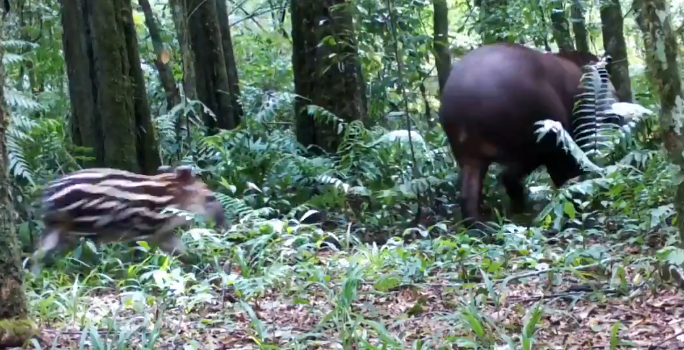 Captan a tapir con su cría en el Parque Provincial Urugua-í, en el Norte de Misiones