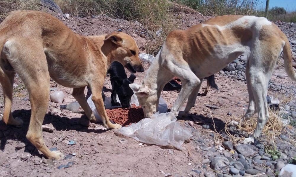 Posadas: junta recipientes para dar agua y comida a perros de la calle