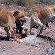 Posadas: junta recipientes para dar agua y comida a perros de la calle