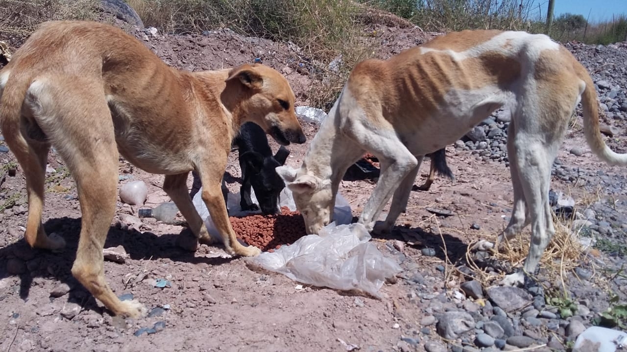 Posadas: junta recipientes para dar agua y comida a perros de la calle