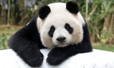 El panda gigante deja de estar en peligro de extinción