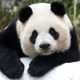 El panda gigante deja de estar en peligro de extinción