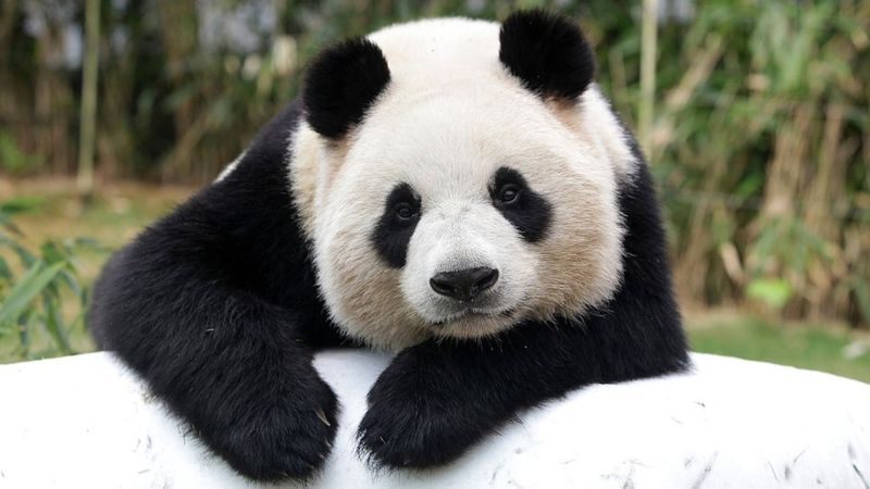 El panda gigante deja de estar en peligro de extinción