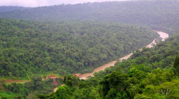 Establecen el 7 de mayo como el Día Provincial de la Selva Misionera