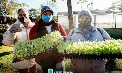 Cultivando soberanía alimentaria