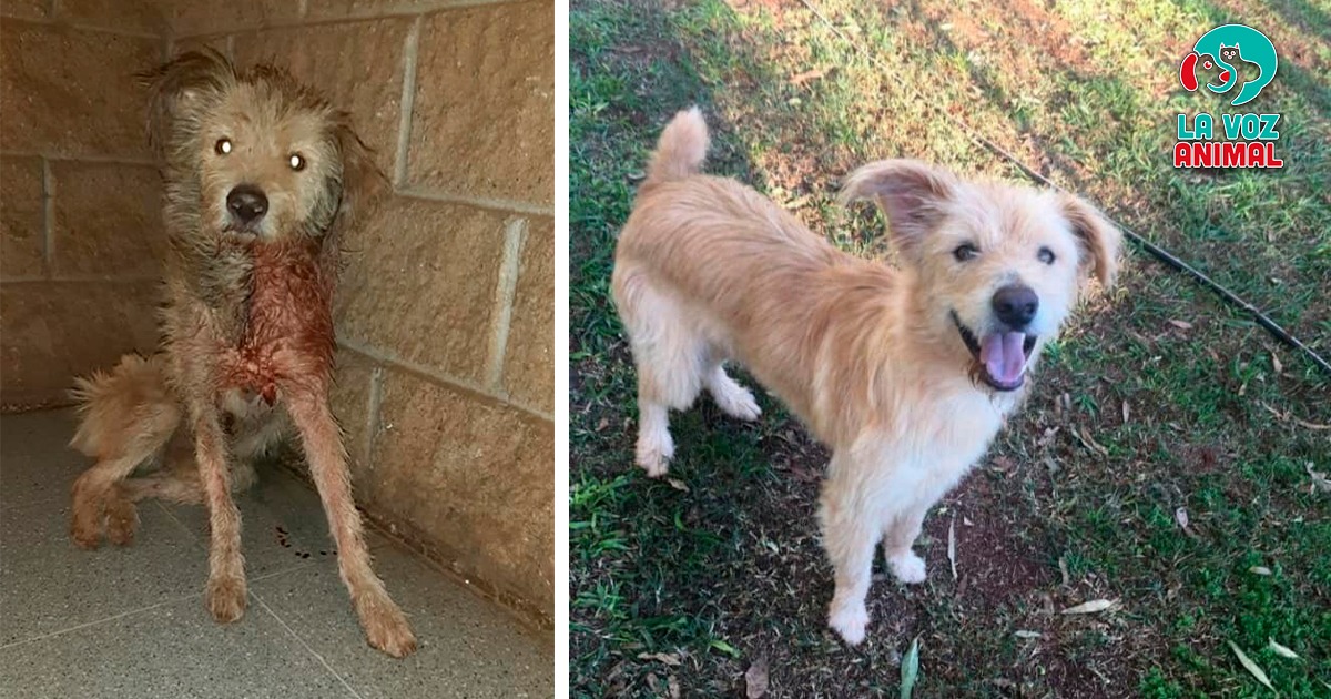 Tras ser abandonado en una jaula, Jorge busca una segunda oportunidad