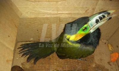 Vecina de Oberá encontró un arasarí chico, una rara variedad del tucán