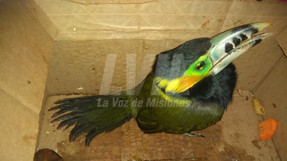 Vecina de Oberá encontró un arasarí chico, una rara variedad del tucán