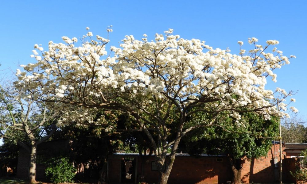 lapacho blanco