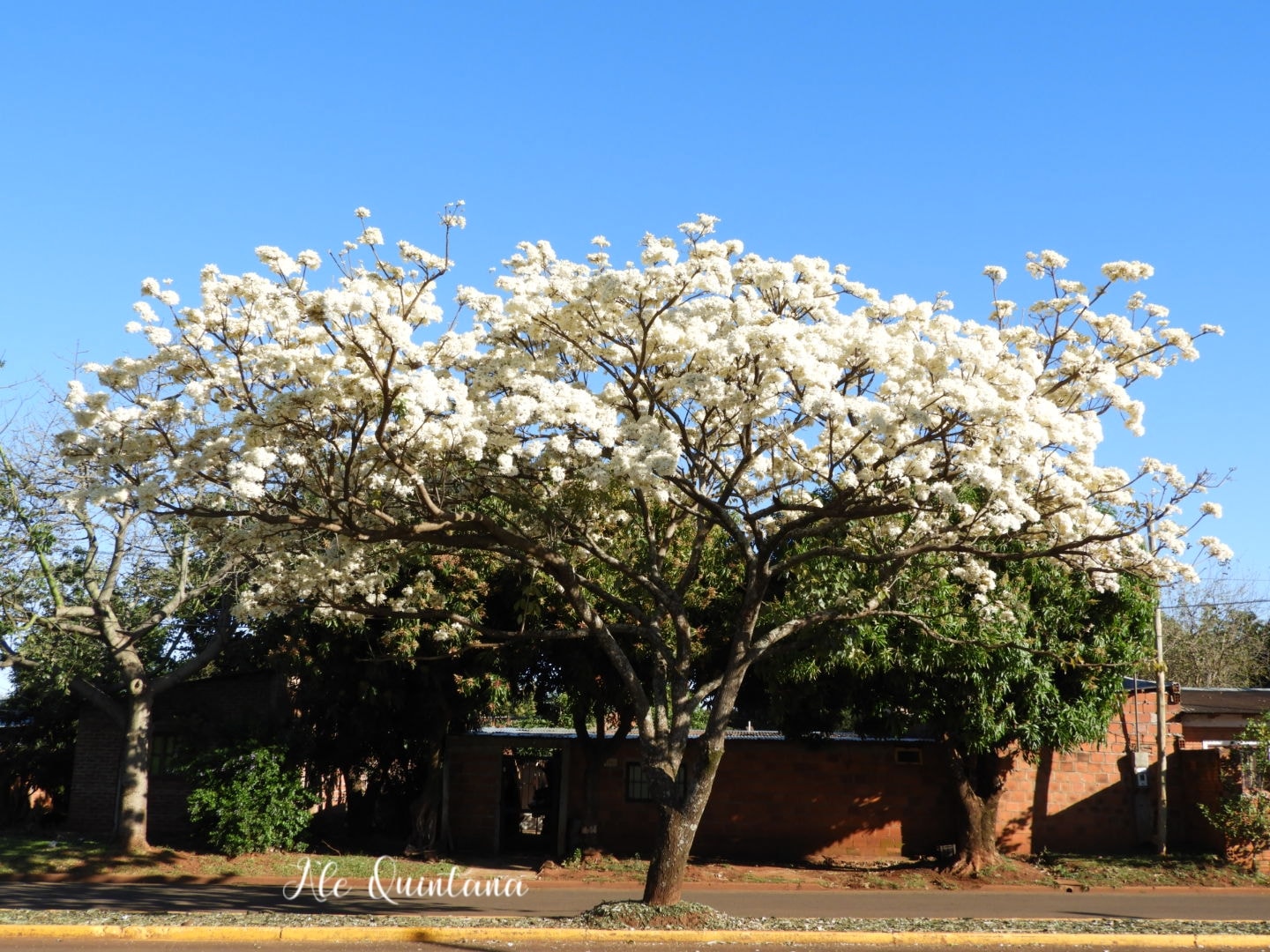 lapacho blanco