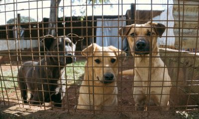 El Refugio de Posadas vende arroz a la valenciana para cubrir gastos veterinarios