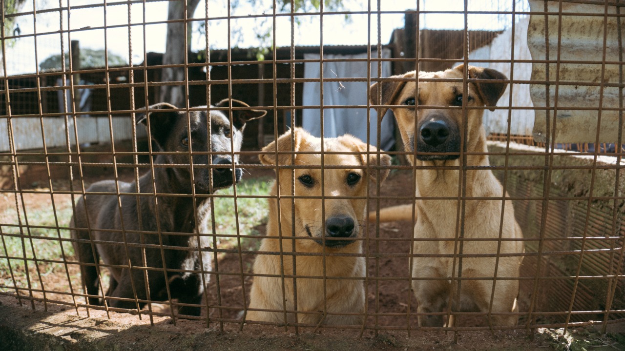 El Refugio de Posadas vende arroz a la valenciana para cubrir gastos veterinarios