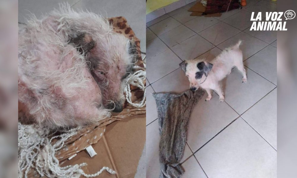 Salvó de la calle una perrita con sarna, la curó y ahora le busca hogar