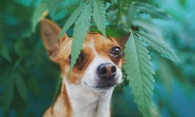 cannabis