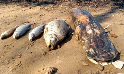 peces paraná