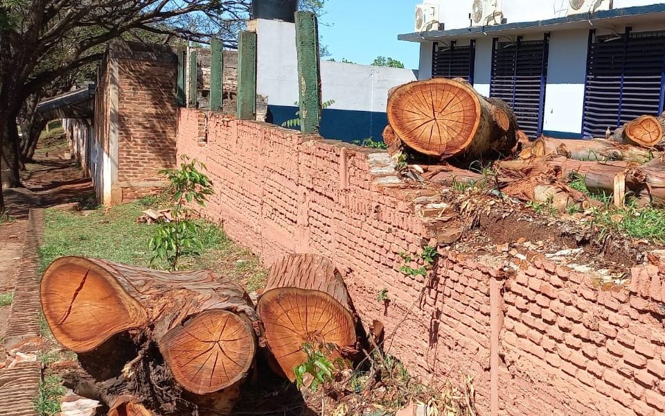 Cortan un eucalipto de más de 40 años: “Lo talaron los del Colegio Janssen”