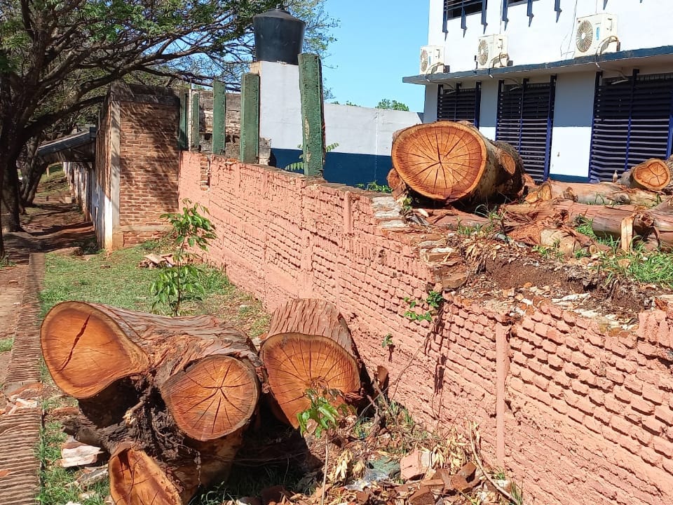 Cortan un eucalipto de más de 40 años: “Lo talaron los del Colegio Janssen”