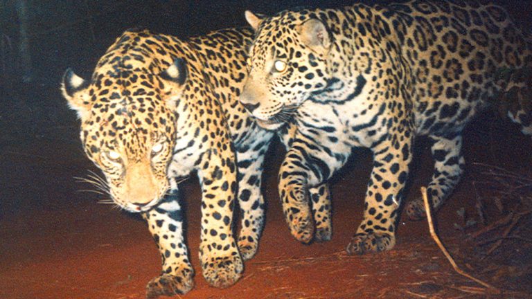 duplicó yaguaretés