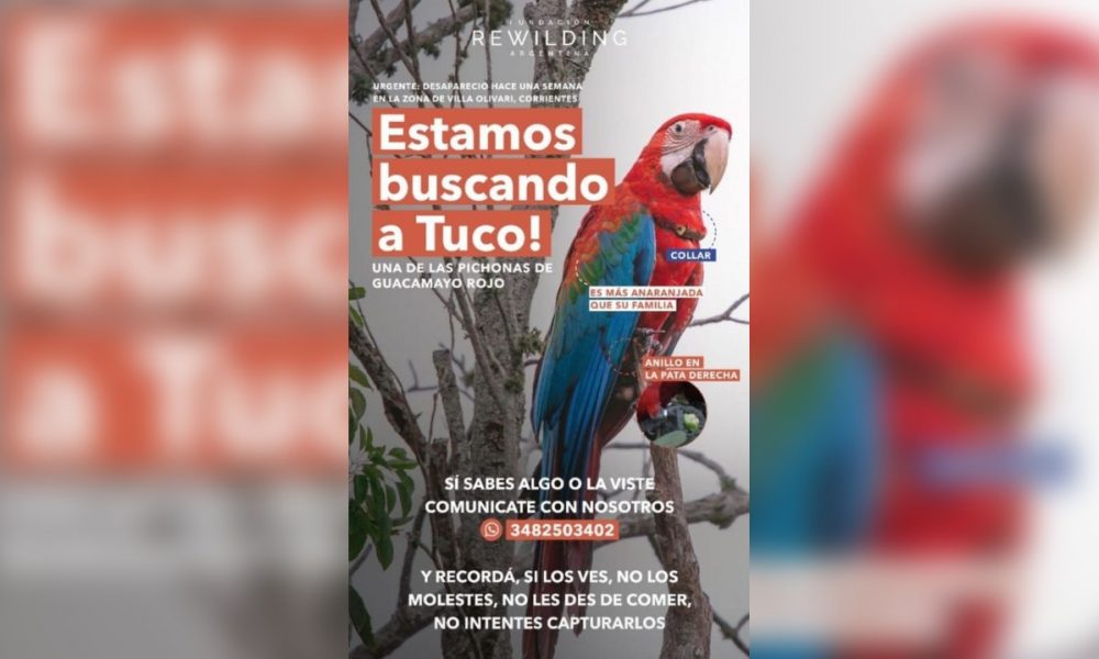 Buscan a guacamayo rojo casi extinto que se perdió en Corrientes