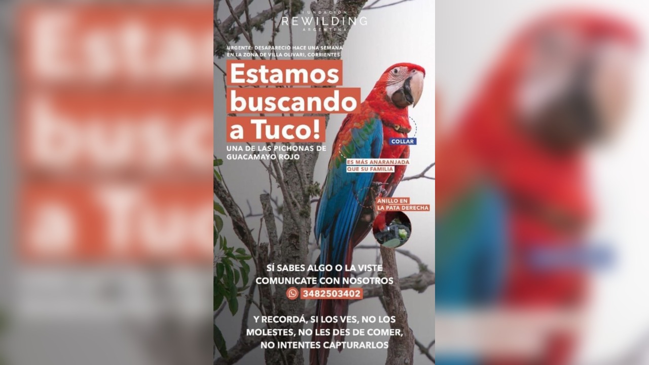 Buscan a guacamayo rojo casi extinto que se perdió en Corrientes