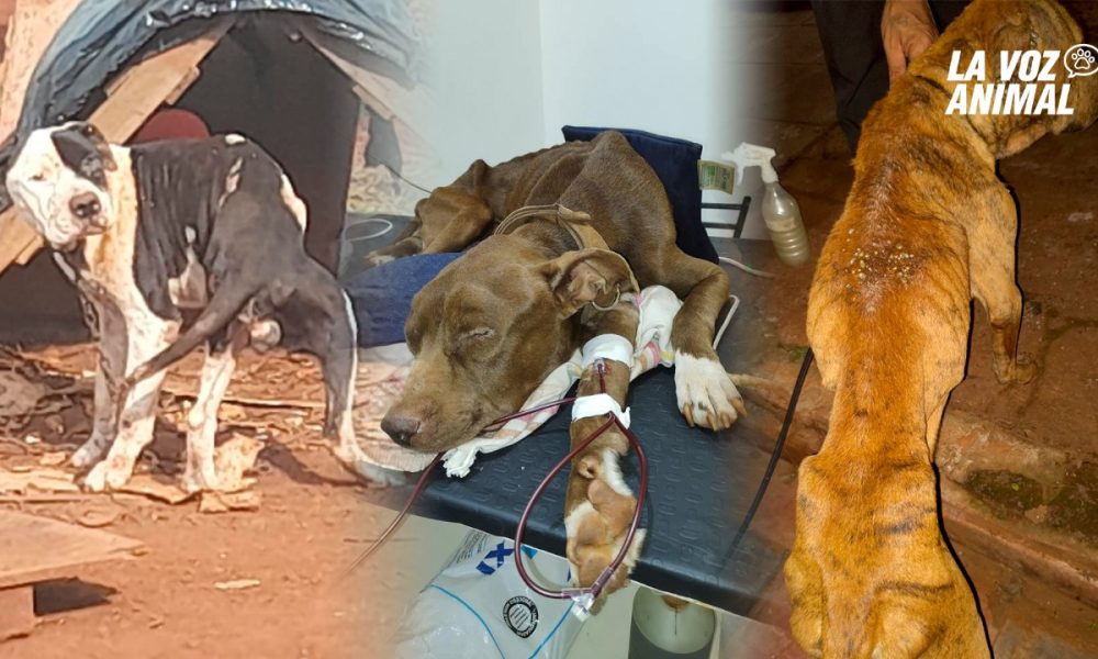 Rescatan tres pitbulls, dos murieron y uno necesita transfusión de sangre