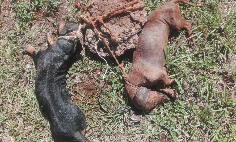 Halló dos salchichas muertos atados a una roca en Garupá