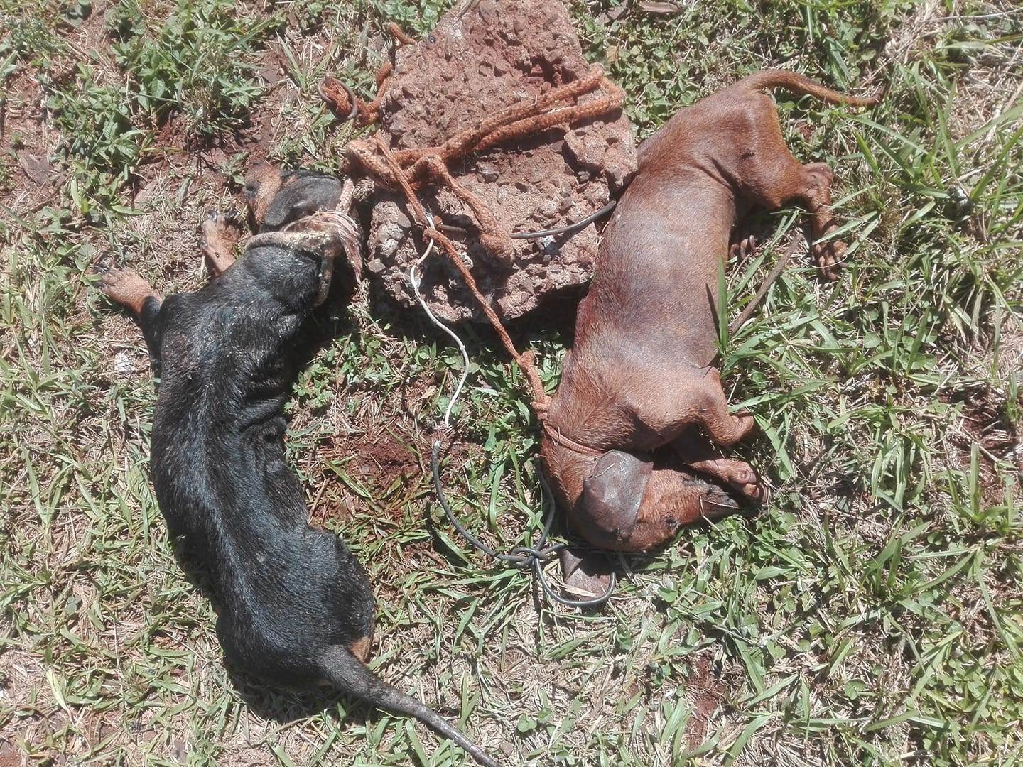 Halló dos salchichas muertos atados a una roca en Garupá