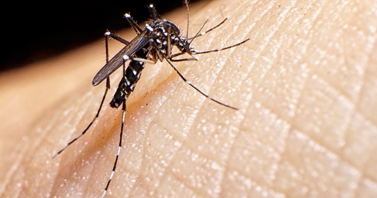 Estudio demostró que niños misioneros son "expertos" enseñando sobre dengue