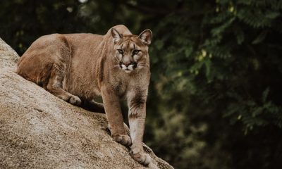 puma córdoba