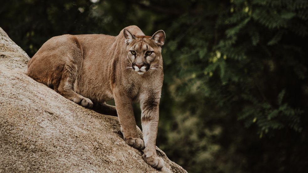 puma córdoba