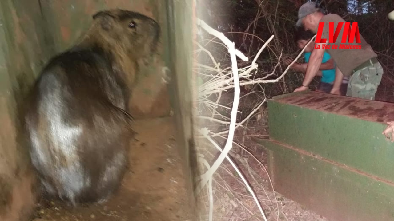 Rescatan a carpincho atacado por jauría y lo devuelven a su hábitat