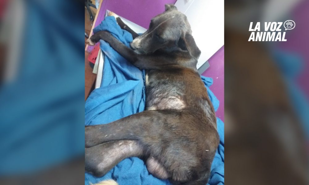 Buscan hogar para perro enfermo abandonado en la costa de Garupá