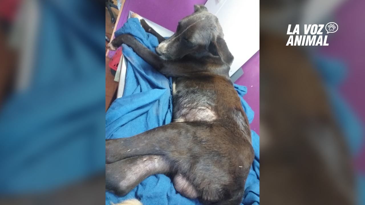 Buscan hogar para perro enfermo abandonado en la costa de Garupá