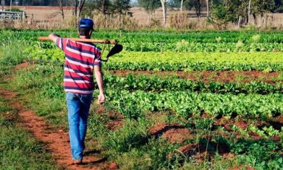 Emergencia agropecuaria: créditos hasta $100 mil para productores misioneros