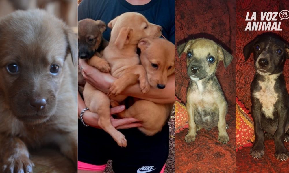 Jornada de adopción de cachorros, este domingo en la Costanera