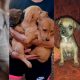 Jornada de adopción de cachorros, este domingo en la Costanera