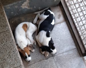 Dos cachorros