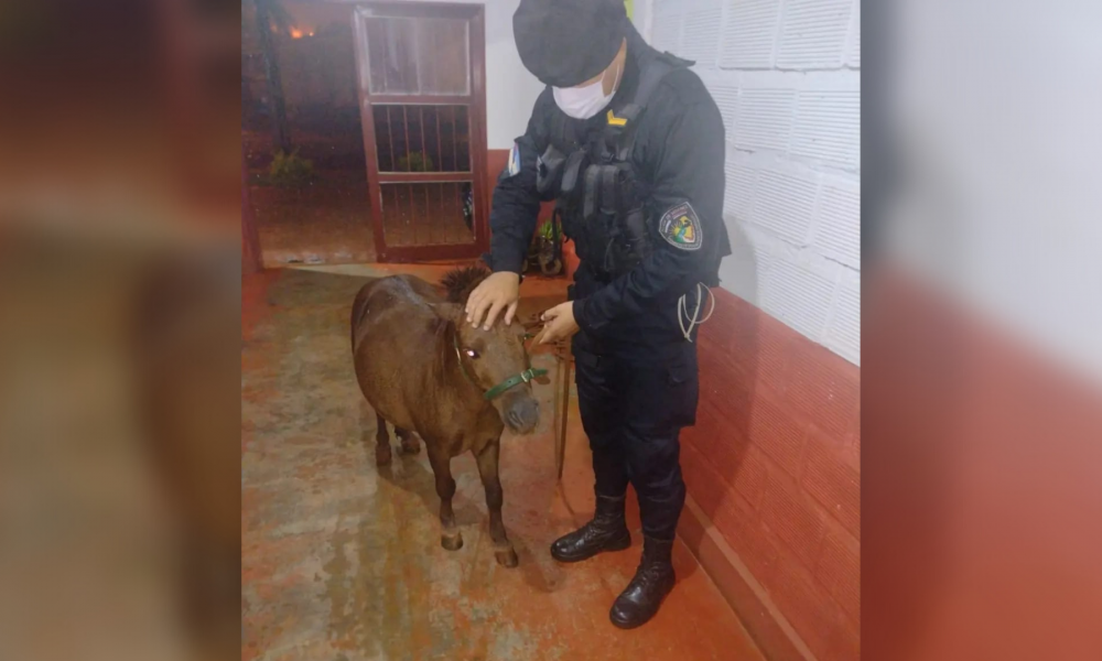 Policía resguardó a pequeño poni durante la tormenta