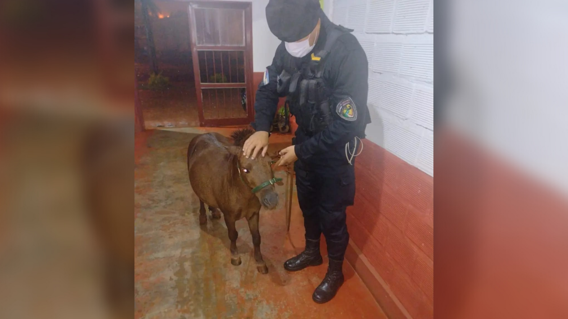 Policía resguardó a pequeño poni durante la tormenta