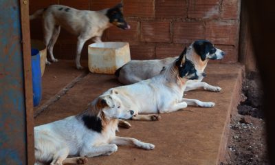 Lanzan bono para acondicionar El Refugio de Animales antes del invierno