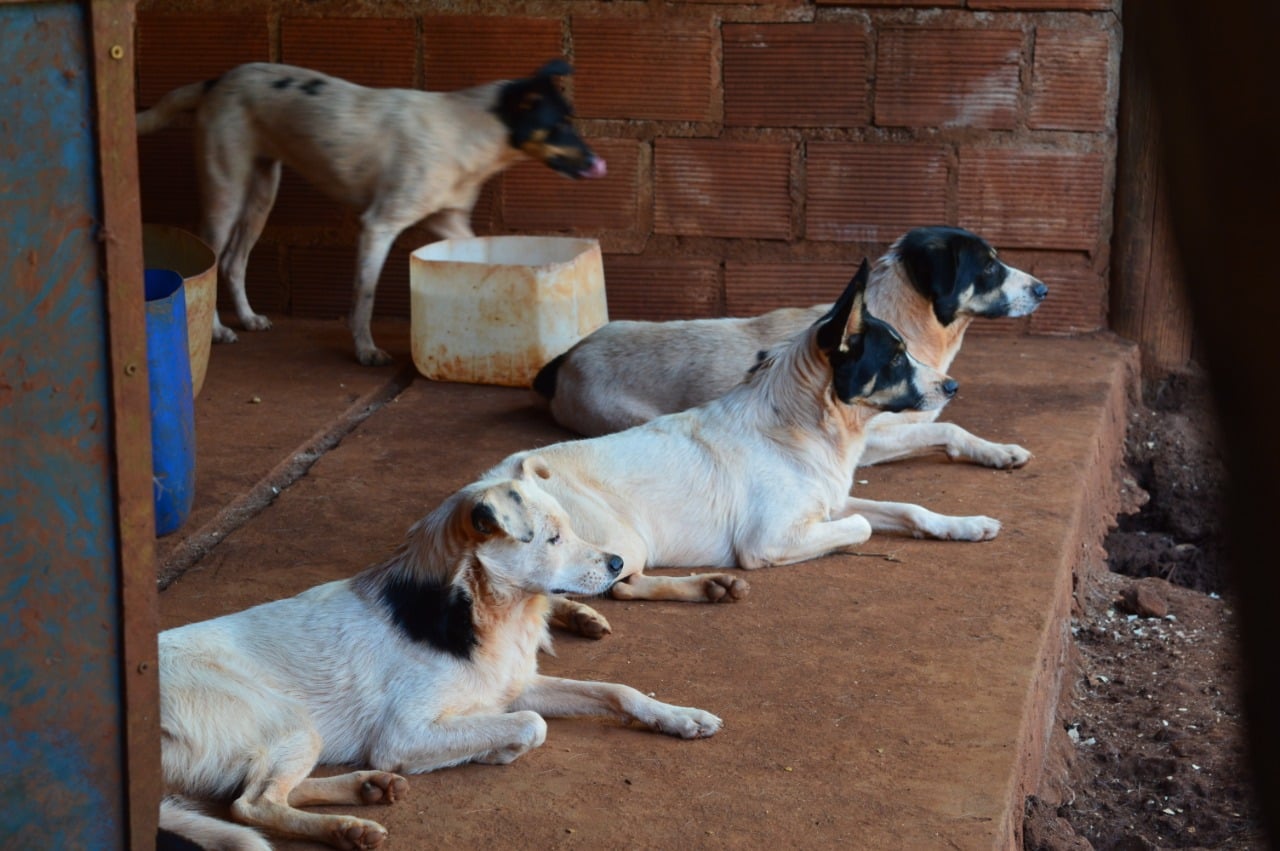 Lanzan bono para acondicionar El Refugio de Animales antes del invierno