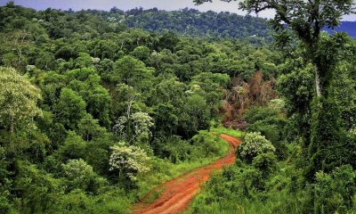 carbono forestal