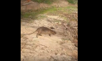 Devuelven a su hábitat a coipo rescatado de una jauría de perros en San Ignacio