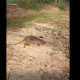 Devuelven a su hábitat a coipo rescatado de una jauría de perros en San Ignacio